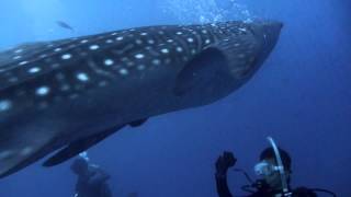 沖縄　読谷　ジンベイザメ　ダイビング（okinawa　whaleshark）