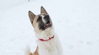 Wintertime Pet Safety