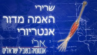 השרירים הקדמיים של האמה