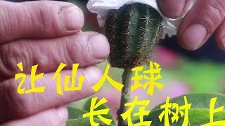 仙人球嫁接叶仙的“无痕嫁接”，时间短，操作简便！【农村养花匠】