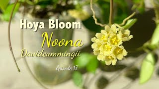 🌼 Hoya Noona | Davidcumingii | HOYA BLOOM | Peduncle growth | Fower Shape | Floral scent | Care Tip