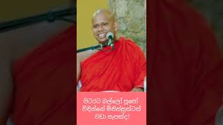 පිටරට බල්ලෝ,පූසෝ විඳින්නේ මිනිස්සුන්ටත් වඩා සැපක්ද?✨#welimada_saddhaseela_thero #budu_bana#bana