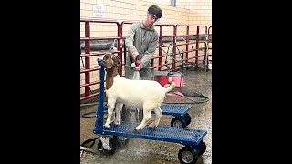 Sydell Sheep and Goat Equipment 785 E Z  Rider