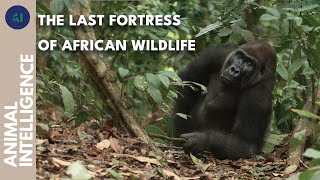 A true wildlife sanctuary in Gabon | AI