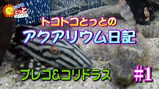 トコトコとっとのアクアリウム日記#1（2022/7/2）　～ プレコ＆コリドラス ～