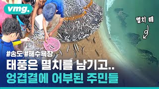 송도 해수욕장 찾은 뒤늦은 단체 피서객(?)…태풍 지나가니 '물 반 멸치 반' / 비디오머그