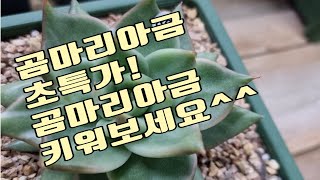 [11월15일]곰마리아금 득템하세요!/꼭지가 추천하는 핫한 금다육