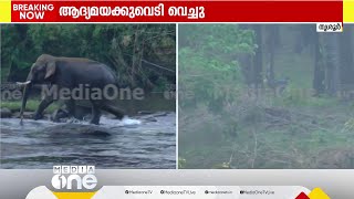 കൂടെയുള്ള ആനയെ നീക്കി; പരിക്കേറ്റ ആന ഒറ്റയ്ക്ക്; വണ്ടിയിലേക്ക് മാറ്റും; കുംകിയാനകളെ അടുത്തെത്തിക്കും