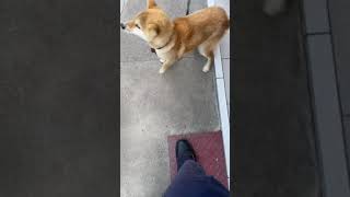 あした死ぬ犬