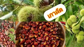 เกาลัด  ลูกใหญ่ๆสวยๆ 🌰🌰🌰