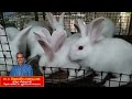 ஒரு தாய் முயல் எத்தனை முறை குட்டி போடும் முயல் வளர்ப்பு muyal valarpu rabbit encyclopedia