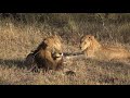 savanna stay@home safari ep 86