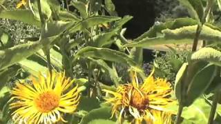 Elecampane: Inula helenium