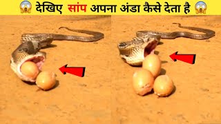 देखिए सांप अंडा कैसे देते हैं ?🤔 #shorts | How Snake lay eggs ? 😲