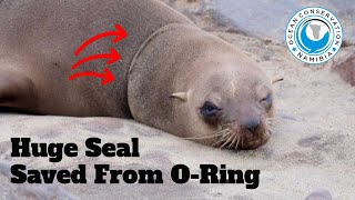 Huge Seal Rescued From O-Ring