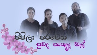 Pipila Parawena | පිපිලා පරවෙන සුවඳ කැකුලු මල්  | Official Cover Song