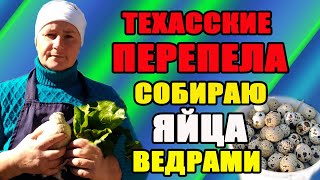 Техасские перепела. Собираю яйца ведрами. Содержание.