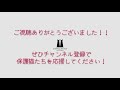 【赤ちゃん猫成長記録】【保護猫】離乳食も上手に食べられますよ♡　雛・文・湊編⑦ミルクボランティア