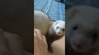 フェレットの鳴き声　シューッ！　ferret!!!  Ferret barks #Shorts