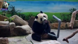 20160520圓仔翻轉方形水管邊秀美腿 The Giant Panda Yuan Zai