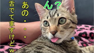 キジトラ猫　舌をしまい忘れる子猫まりも君が可愛すぎる