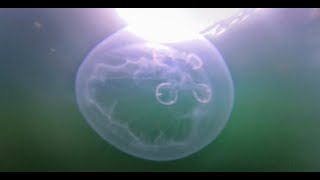 🇵🇼360°Palau Jellyfish Lake: snorkeling for moon jellyfish 帛琉浮潛東線水母湖的月亮水母