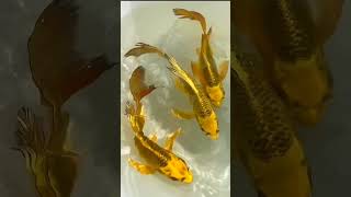 ocean animals video most beautiful Golden Fish @OceanAnimalsVideo