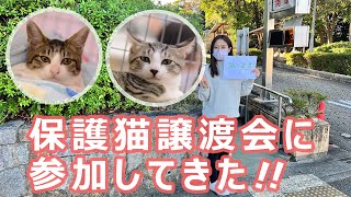 【猫動画】保護猫譲渡会に行ってきた!!いろいろな保護ねこちゃんがいました!!【4K 60FPS】＃保護猫女子