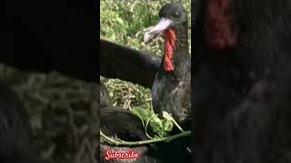 Frigate Bird Nesting \u0026 Display. #interesting #new #short #birds