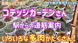 【多肉植物】🍀コテッジガーデンさん　いろいろな多肉がたくさん❗️ 駅からの道筋案内🚙💨