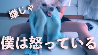 爆風で愛犬を乾かしたら激おこ犬に豹変しました。