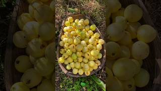 Remember This Fruit? #satisfying #healthy