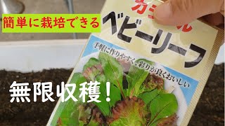 【家庭菜園向け】無限ループ収穫を可能にするべビリーフをプランターで栽培する