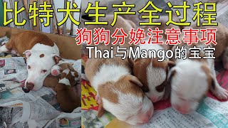 Thai与Mango的宝宝出生啦|比特犬生产全过程|Pitbull puppies born!