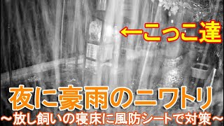 夜に豪雨のニワトリ～放し飼いの雌鶏と雄鶏の寝床に強風対策のビニールシート～