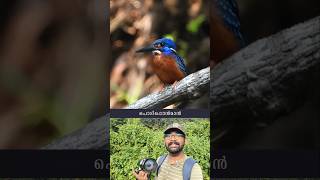 ഈ rare പക്ഷിയെ കണ്ടവരുണ്ടോ? | Blue-eared Kingfisher | Kerala | #shorts