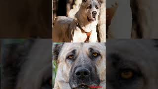 caucasian shepherd vs Turkish kangar, pitbull #shorts #caucasianshepherddog