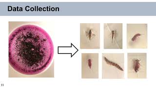 Impacts of Wastewater on Benthic Macroinvertebrates in Summer vs Winter | Chelsea Aristone