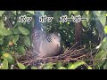 キジバトの鳴き声　เสียงร้องของนกพิราบเต่า