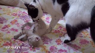 ルル君22【癒しの子猫】生後37日〜39日の可愛い子猫, 37-39 days old cute kitten meowing