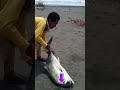 BESAR SEKALI 😱 ikan GT / Giant trevally #mancing #fishing #shortvideo @dulurmancing88