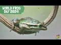 World Frog Day 2024!