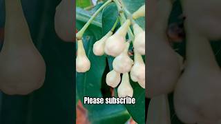 Natural White Jamun finally🤑 🙌🥰🥰 #shorts #viralvideo #trending #youtubeshorts #travelshort