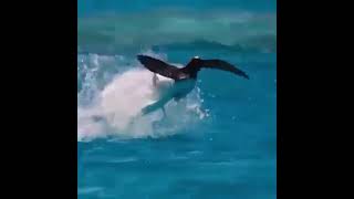 Flying BIRD 🐦🐦 was Caught by Flying FISH 🐟🐟 || Viral Animal Reaction Video 🐦 🐟 Wait for END