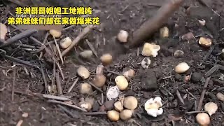 非洲哥哥姐姐去工地搬砖，饥饿的弟弟们用乞讨的玉米做爆米花吃