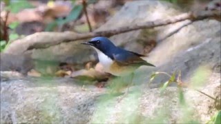 大阪城のコルリ（Ⅱ）－大阪城公園－2016 05 02