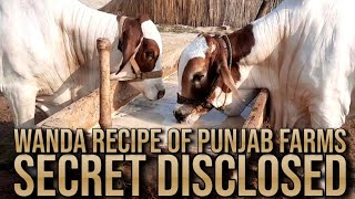 KEA KELATE HO??😱|| SECRET WANDA RECIPE OF PUNJAB || FOR CATTLES || SAM ENTERTAINMENT