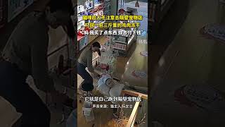 猫咪趁主人不注意，自己去隔壁宠物店叼了三斤冻干回来#funny  #萌宠 #pets