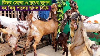 জিহবা তোতা ও দুধের ছাগল সহ কিছু তোতাপুরী ছাগল নিতে পারেন goat farm