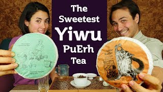 Tasting the SWEETEST Yiwu PuErh Tea - GUSHU SHENG